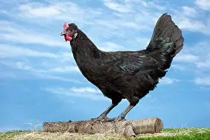 Caumont: Caumont Chicken hen