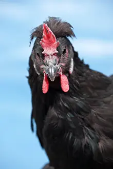 Caumont: Caumont Chicken hen