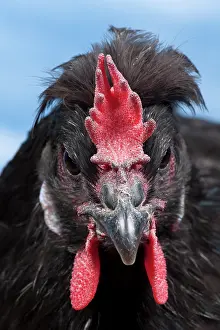 Caumont: Caumont Chicken hen