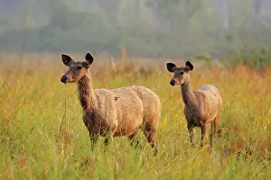 Approaching: Cautious Sambar Deers approaching, Corbett