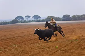 Tauruses: Cavalier after a bull in a field Andalusia Spain