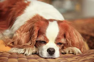 Sleep: Cavalier King Charles Spaniel, bitch, Blenheim white-brown