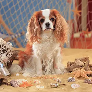 Bitch: Cavalier King Charles Spaniel, bitch, Blenheim white-brown