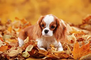 Cavalier: Cavalier King Charles Spaniel, bitch, Blenheim