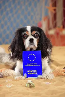 Passport: Cavalier King Charles Spaniel, bitch with pet passport