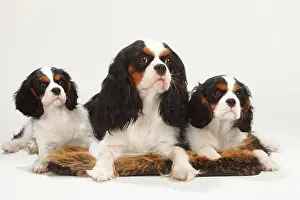 Cushion: Cavalier King Charles Spaniel, bitch with two puppies
