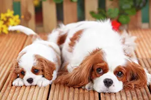 Blenheim: Cavalier King Charles Spaniel, bitch and puppy