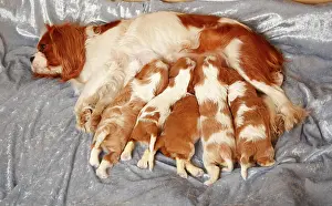 Blenheim: Cavalier King Charles Spaniel, bitch suckling puppies