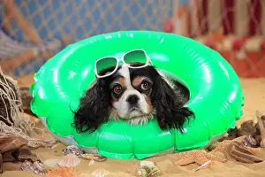 Tire: Cavalier King Charles Spaniel, bitch, tricolour