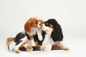 Blenheim: Cavalier King Charles Spaniel, bitch, tricolour