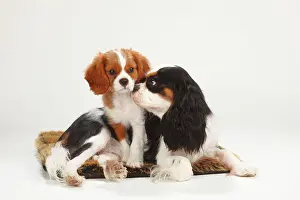 Blenheim: Cavalier King Charles Spaniel, bitch, tricolour