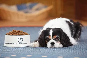 Bitch: Cavalier King Charles Spaniel, bitch, tricolour