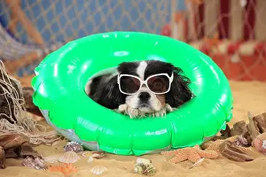 Bitch: Cavalier King Charles Spaniel, bitch, tricolour