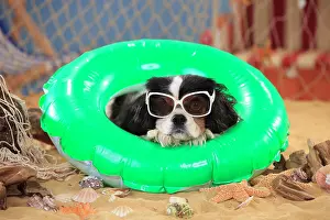 Decorated: Cavalier King Charles Spaniel, bitch, tricolour