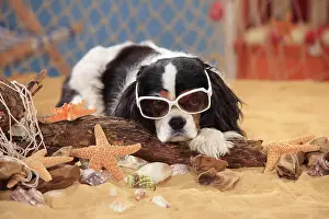 Decorated: Cavalier King Charles Spaniel, bitch, tricolour