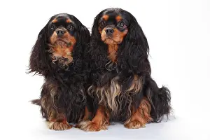 Bitches: Cavalier King Charles Spaniel, two bitches, black-and-tan