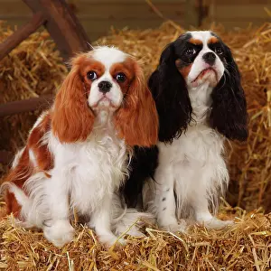 Bitches: Cavalier King Charles Spaniel, two bitches, Blenheim