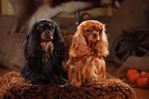 Cosy: Cavalier King Charles Spaniel, black-and-tan and