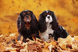 Cavalier: Cavalier King Charles Spaniel, black-and-tan and