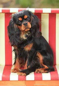 Chair: Cavalier King Charles Spaniel, black-and-tan, female
