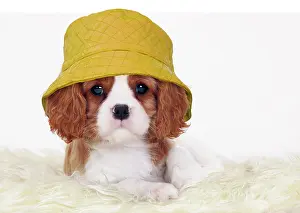 220719: Cavalier King Charles Spaniel, Blenheim, white-brown