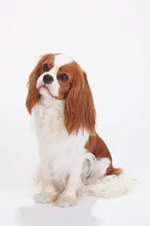 Blenheim: Cavalier King Charles Spaniel, Blenheim, white-brown
