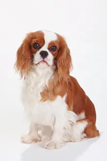 Blenheim: Cavalier King Charles Spaniel, Blenheim, white-brown