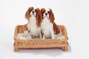 Blenheim: Cavalier King Charles Spaniel, Blenheim, white-brown