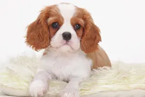 Blenheim: Cavalier King Charles Spaniel, Blenheim, white-brown