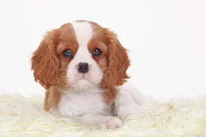 Blenheim: Cavalier King Charles Spaniel, Blenheim, white-brown