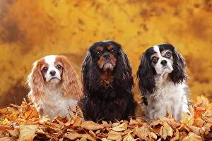 Cavalier: Cavalier King Charles Spaniel, Blenheim, white-brown