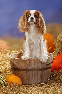 Squash: Cavalier King Charles Spaniel, blenheim, straw, pumpkins