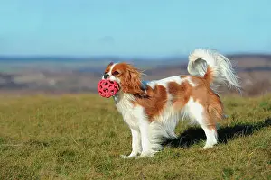 Maniola: Cavalier King Charles Spaniel, Blenheim coloured