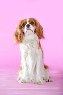 Cavalier: Cavalier King Charles Spaniel, Blenheim coloured