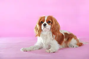 Cavalier: Cavalier King Charles Spaniel, Blenheim coloured