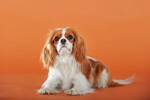 Cavalier: Cavalier King Charles Spaniel, Blenheim coloured