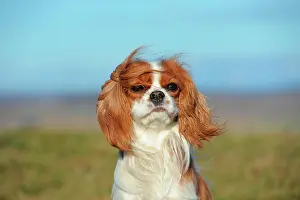 Blow: Cavalier King Charles Spaniel, Blenheim coloured