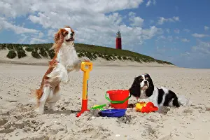 Rest: Cavalier King Charles Spaniel, Blenheim and tric