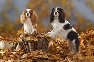 Basket: Cavalier King Charles Spaniel, blenheim and tricolour