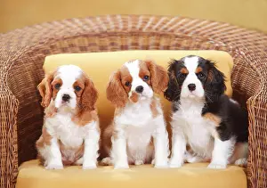 Friendships: Cavalier King Charles Spaniel, Blenheim white-brown