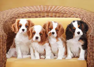 Cavalier: Cavalier King Charles Spaniel, Blenheim white-brown