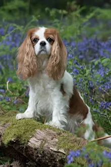 110717: Cavalier King Charles Spaniel in Bluebells