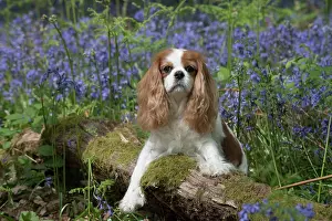 110717: Cavalier King Charles Spaniel in Bluebells