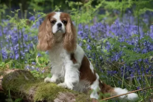 110717: Cavalier King Charles Spaniel in Bluebells