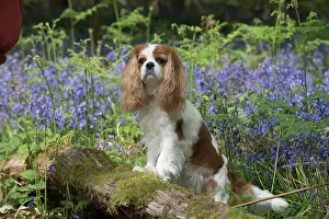 110717: Cavalier King Charles Spaniel in Bluebells