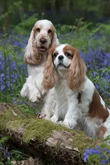 110717: Cavalier King Charles Spaniel and Cocker Spaniel in Blue