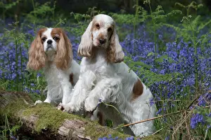 110717: Cavalier King Charles Spaniel and Cocker Spaniel in Blue
