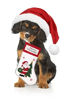 Stocking: Cavalier King Charles Spaniel Dog, 10 week old
