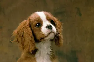 Dometic: Cavalier King Charles Spaniel Dog