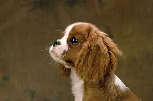 Dometic: Cavalier King Charles Spaniel Dog